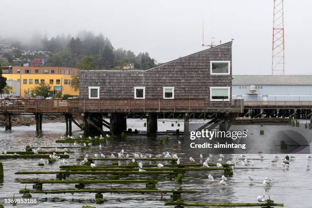 sea birds on poles of old pier - astoria stock pictures, royalty-free photos & images