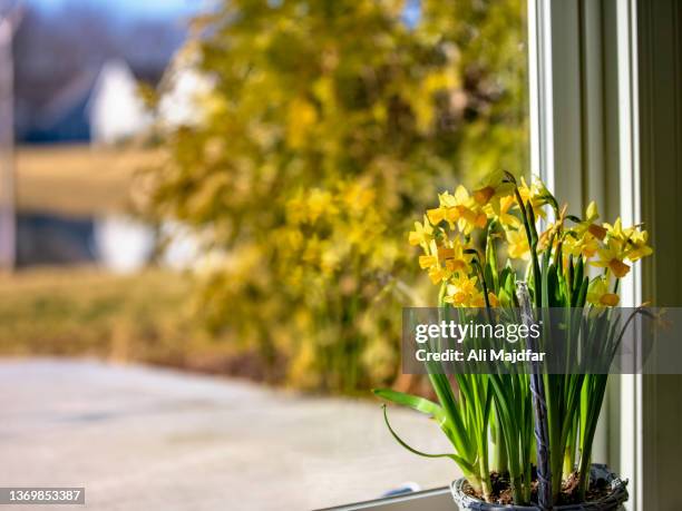 daffodils - nowruz stock pictures, royalty-free photos & images