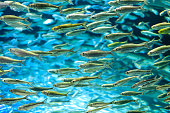 School of alewives fish