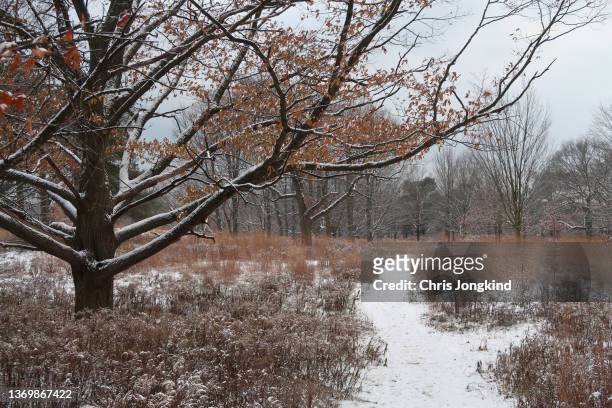 snowy footpath through trees and meadow - rural ontario canada stock pictures, royalty-free photos & images