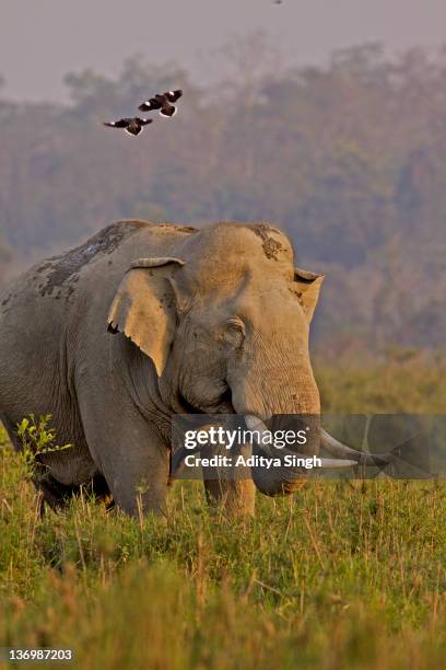 asian elephant in grasslands - kaziranga national park stock-fotos und bilder