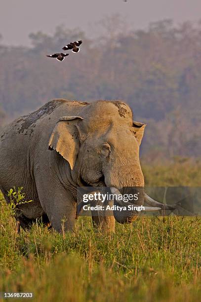 asian elephant in grasslands - kaziranga national park photos et images de collection