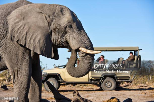 close-up view of tourists in a 4x4 game drive vehicle watching elephants drinking at a waterhole in botswana - white elephant stock-fotos und bilder