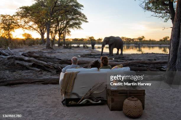 tourists sitting at sundown watching an elephant drinking at the waterhole in front of a safari lodge - luxury travel destinations stock pictures, royalty-free photos & images