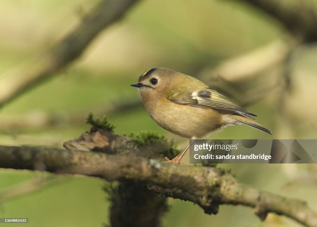 A pretty Goldcrest (Regulus regulus) perching on a branch in a tree.