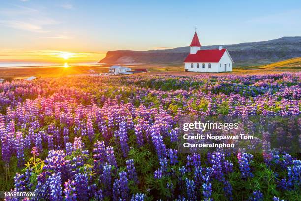 breidavik church and lupine during sunrise in summer - breiðavík, - westfjords - iceland - scandinavia - europe - local landmark stock-fotos und bilder