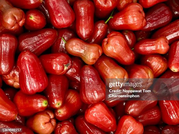 red rose apples (java apple or water apples), thailand - wax fruit stock pictures, royalty-free photos & images