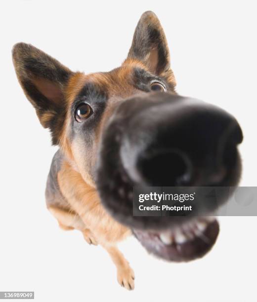 search result - animal nose stock pictures, royalty-free photos & images