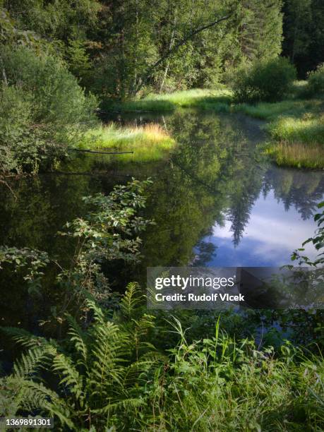 forest marshland scenery - czech republic landscape stock pictures, royalty-free photos & images