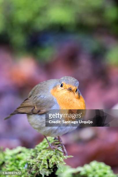 european robin perched on moss - mark robins bildbanksfoton och bilder