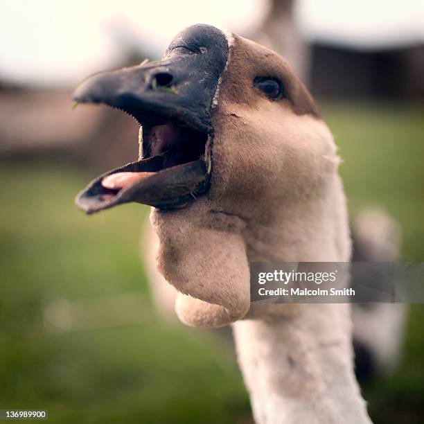 Geese Ringing 50 Geese Honking Stock Photos, High-Res Pictures, and Images - Getty Images
