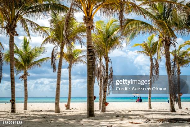 tropical landscape with coconut palm on playacar beach at caribbean sea in playa del carmen, mexico - playa del carmen stock-fotos und bilder