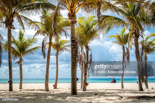 tropical landscape with coconut palm on playacar beach at caribbean sea in playa del carmen, mexico - playa del carmen photos et images de collection