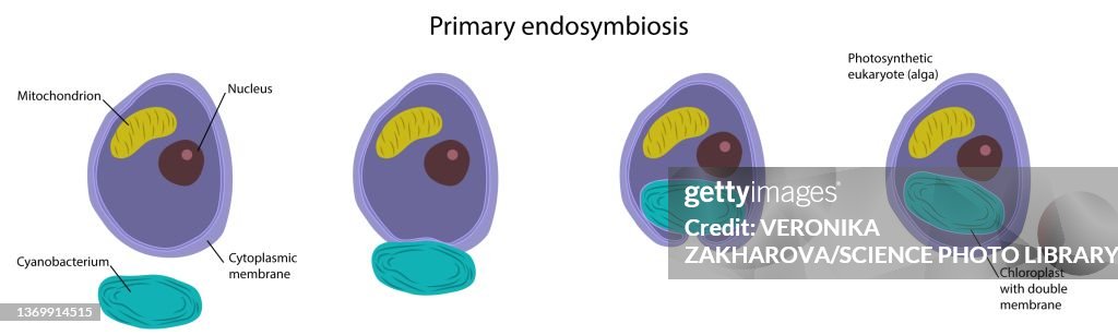 Primary endosymbiosis, illustration