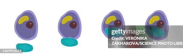 primary endosymbiosis, illustration - endosymbiosis stock illustrations