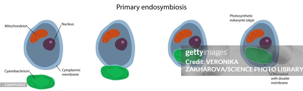 Primary endosymbiosis, illustration