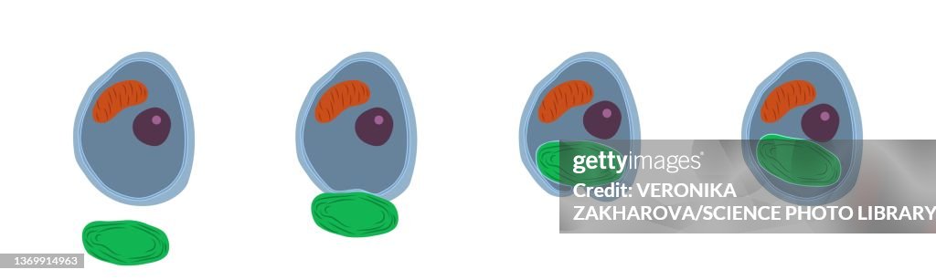 Primary endosymbiosis, illustration