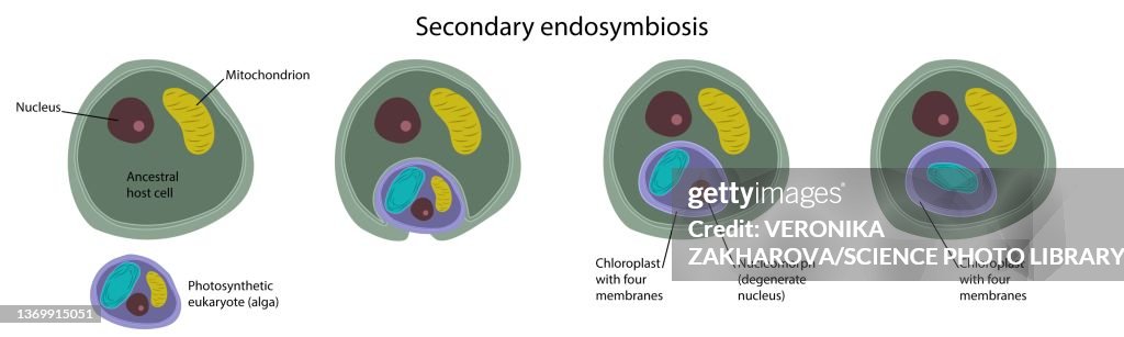 Secondary endosymbiosis, illustration