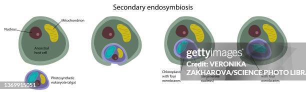 secondary endosymbiosis, illustration - endosymbiosis stock illustrations