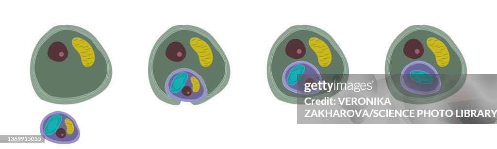Secondary endosymbiosis, illustration