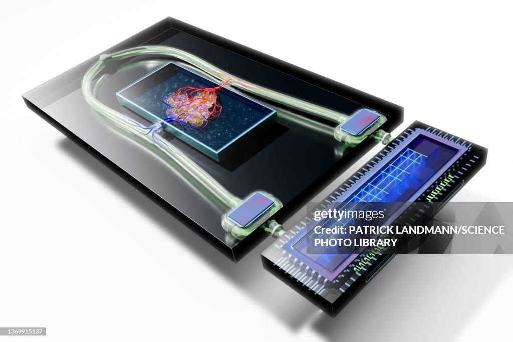 Organ-on-a-chip, illustration