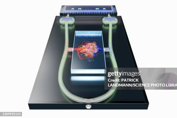 ilustraciones, imágenes clip art, dibujos animados e iconos de stock de organ-on-a-chip, illustration - órganos internos