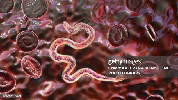 brugia malayi parasitic worm, illustration - elephantiasis stock illustrations