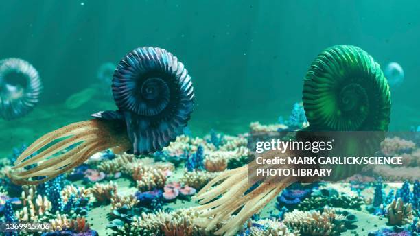 illustration of ammonites - ammonite stock illustrations