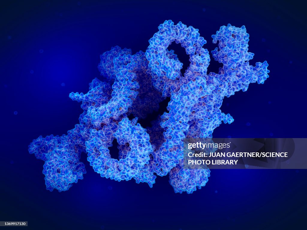 MTORC1 protein complex, illustration