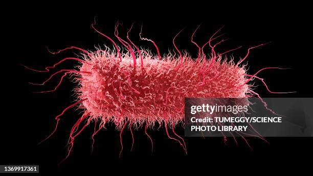 ilustraciones, imágenes clip art, dibujos animados e iconos de stock de rod-shaped bacterium, illustration - salmonella