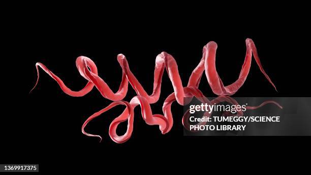 treponema pallidum bacteria, illustration - spiral bacterium stock pictures, royalty-free photos & images