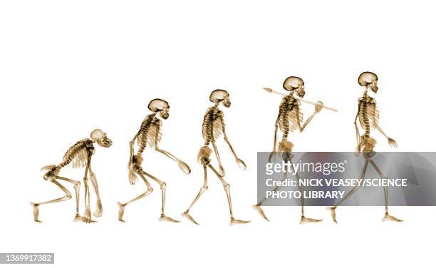 human evolution, conceptual x-ray - evolução imagens e fotografias de stock