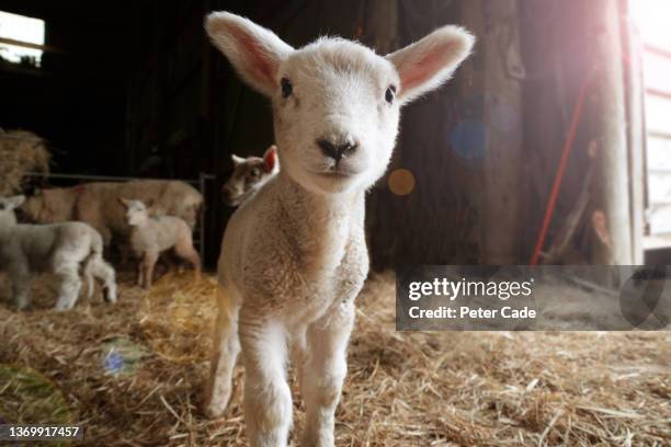 lamb in barn - lammetje stockfoto's en -beelden