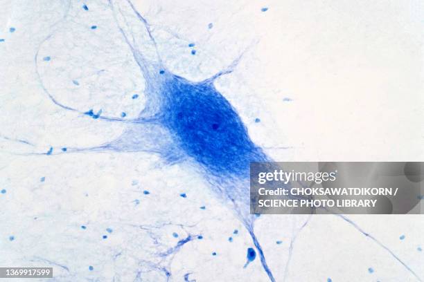 neuron cells, light micrograph - micrografía científica fotografías e imágenes de stock