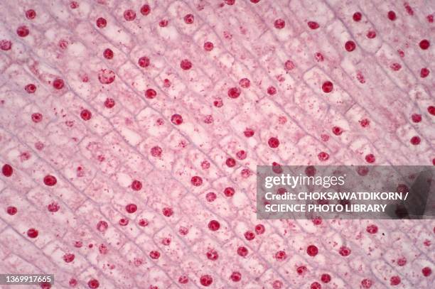 mitosis, light micrograph - photomicrograph root tip stock pictures, royalty-free photos & images