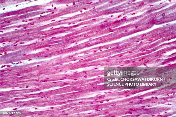 cardiac muscle, light micrograph - myocardium stock-fotos und bilder