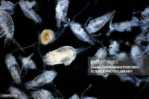 copepods, light micrograph - plankton stock pictures, royalty-free photos & images