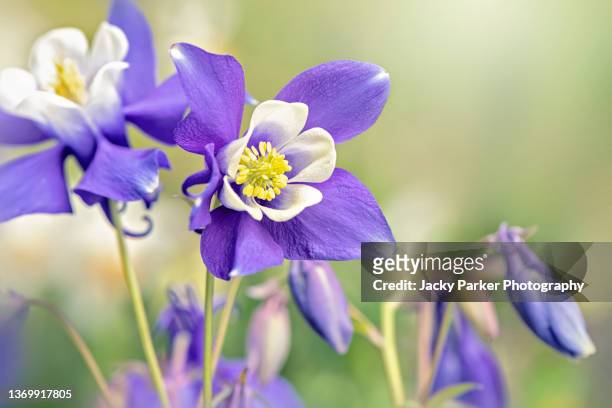 beautiful, blue, spring aquilegia flower also known as the columbine flower of granny's bonnet - columbine flower stock pictures, royalty-free photos & images