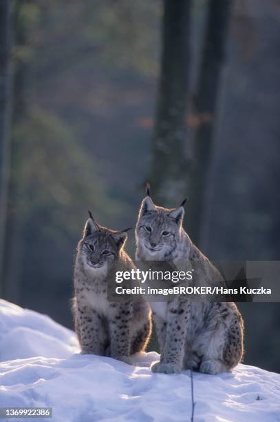 eurasian lynx (lynx lynx), neuschoenau, bavarian forest, bavaria, germany, captive - eurasian lynx stock pictures, royalty-free photos & images