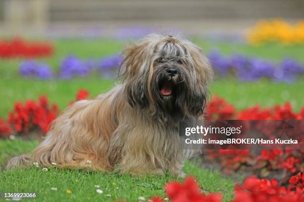 dog, lhasa apso, flower meadow, arnsberg, north rhine-westphalia, germany - lhasa 個照片及圖片檔