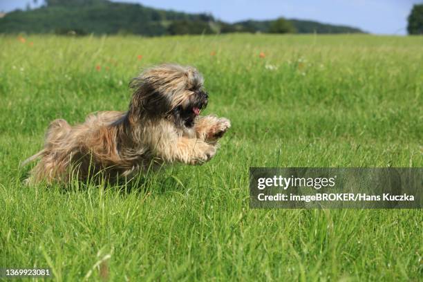 dog, lhasa apso, flower meadow, running, arnsberg, north rhine-westphalia, germany - lhasa 個照片及圖片檔