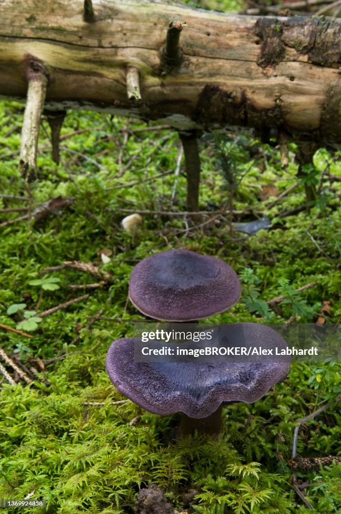 Violet webcap (Cortinarius violaceus), coniferous forest, Departement Haut-Rhin, Alsace, France