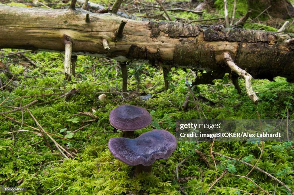 Violet webcap (Cortinarius violaceus), coniferous forest, Departement Haut-Rhin, Alsace, France