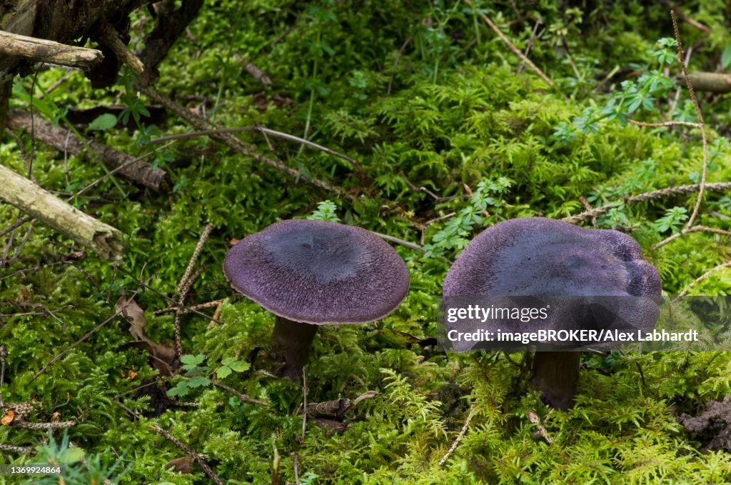 Violet webcap (Cortinarius violaceus), coniferous forest, Departement Haut-Rhin, Alsace, France