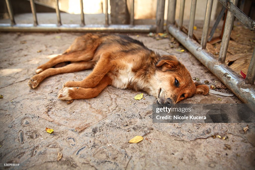 Dog laying on street