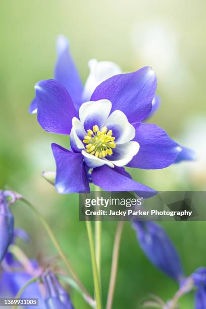 beautiful, blue, spring aquilegia flower also known as the columbine flower of granny's bonnet - columbine flower stock-fotos und bilder