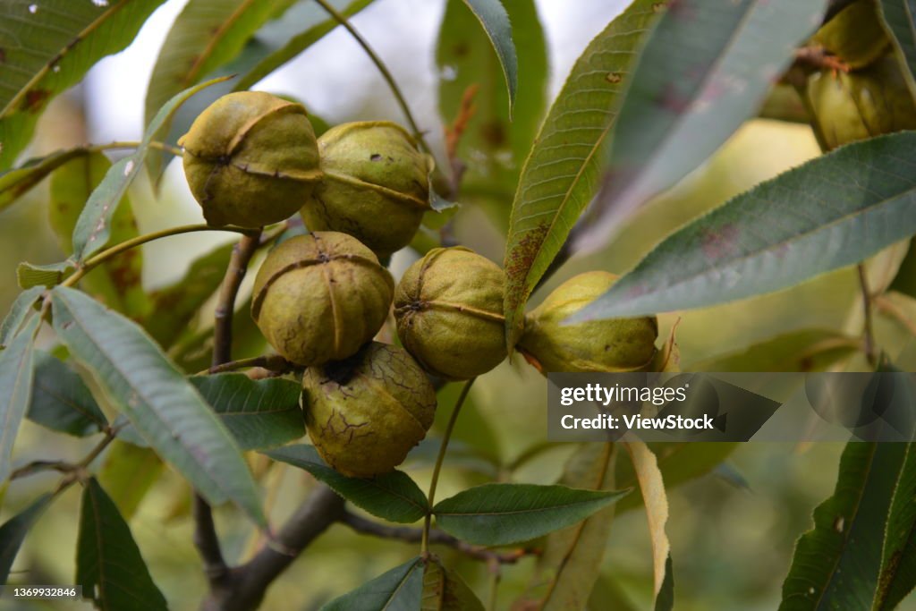 Pecan