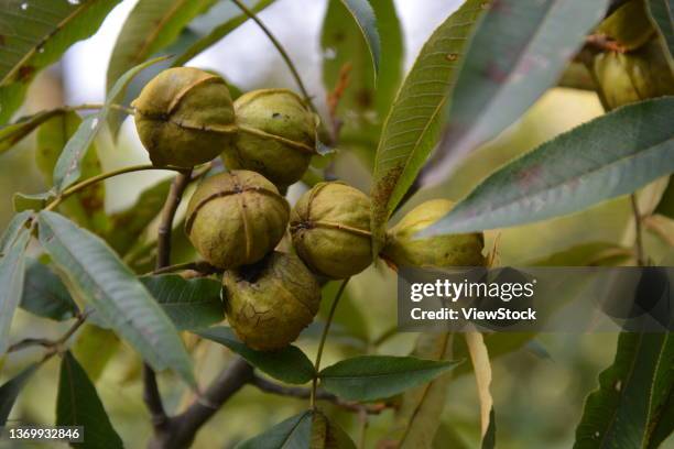 pecan - luo han guo stock pictures, royalty-free photos & images