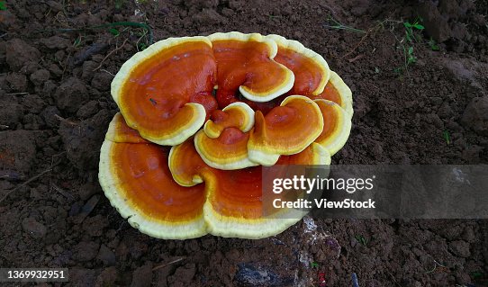 Ganoderma lucidum Ganoderma lucidum