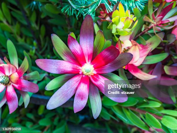 bromeliads - bromeliad fotografías e imágenes de stock